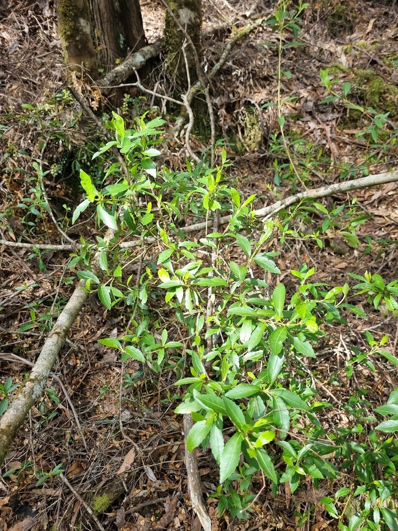 Anodopetalum biglandulosum photo 7