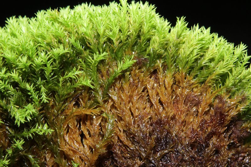 Anoectangium Moss