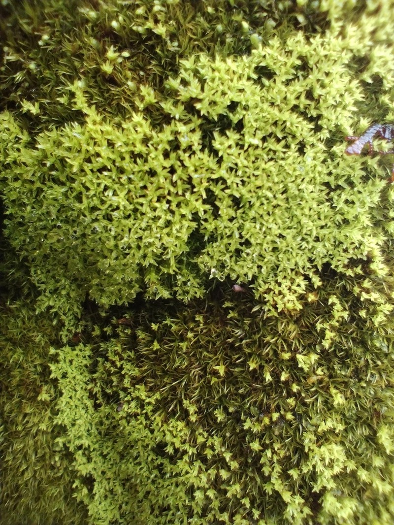 Anoectangium Moss