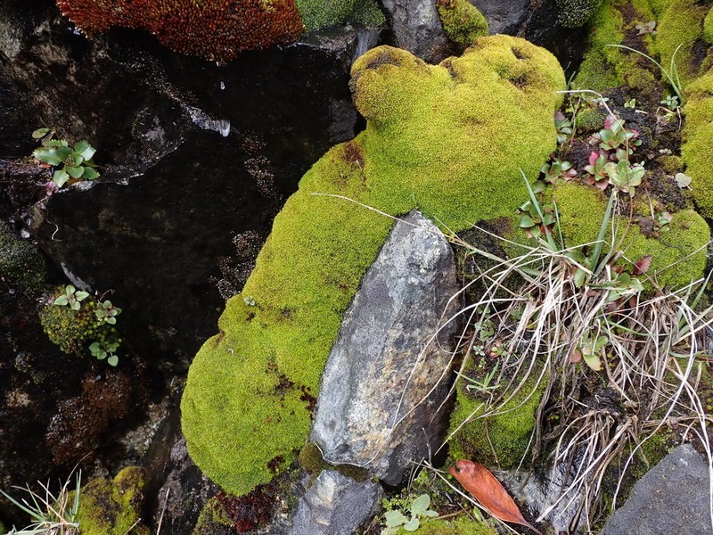 Anoectangium Moss photo 2