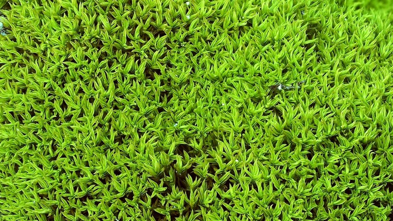 Anoectangium Moss photo 3