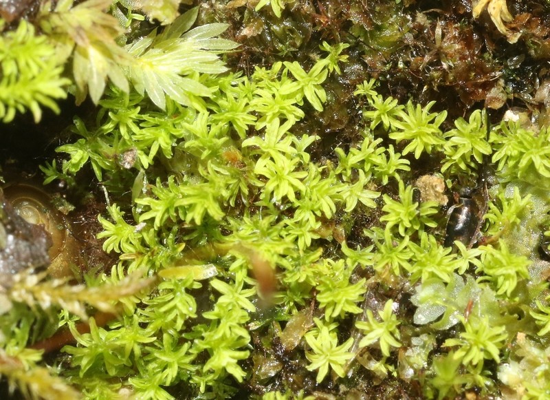 Anoectangium Moss photo 4