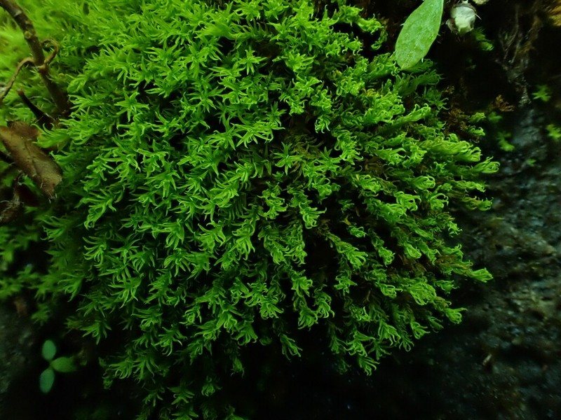 Anoectangium Moss photo 5