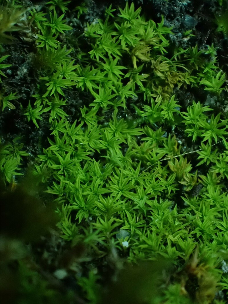 Anoectangium Moss photo 6