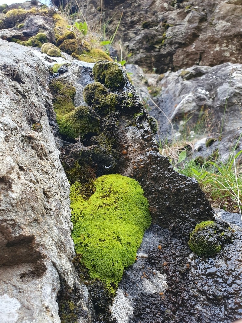 Anoectangium Moss photo 7