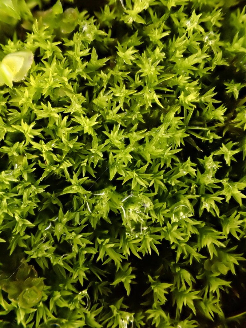 Anoectangium Moss photo 8