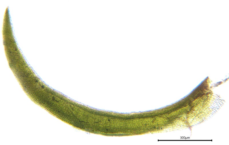 Anoectangium Moss