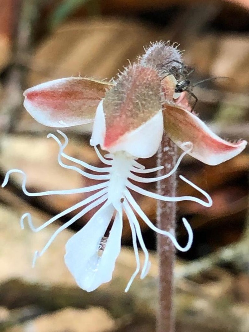 Anoectochilus albolineatus
