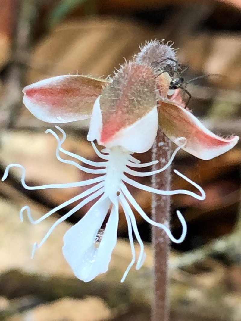 Anoectochilus albolineatus photo 4