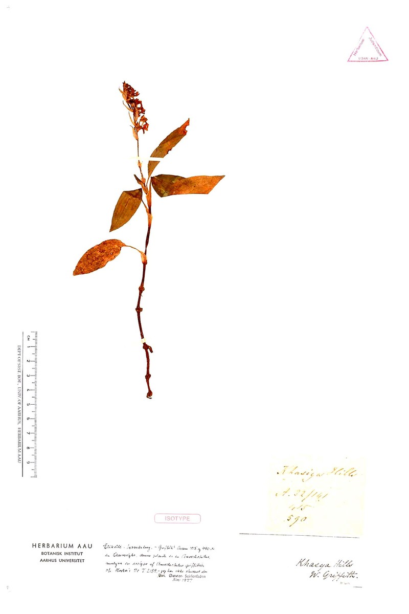 Anoectochilus brevilabris photo 3