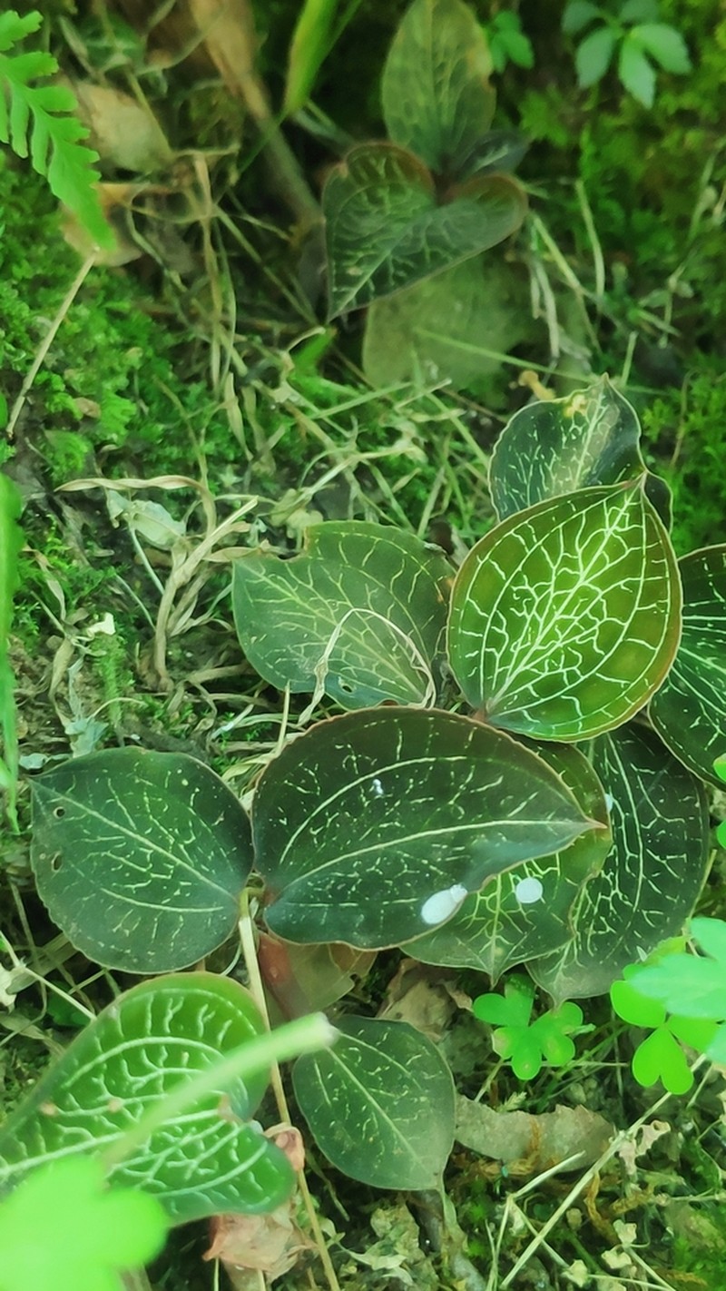 Anoectochilus elatus