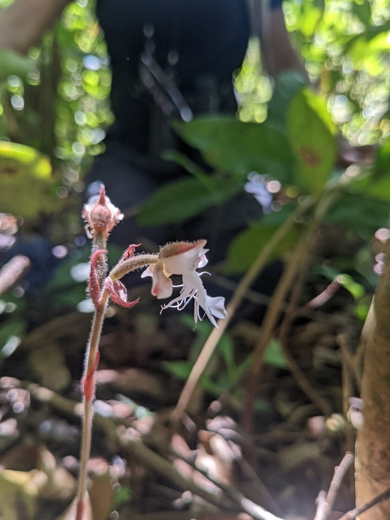 Anoectochilus elatus photo 2