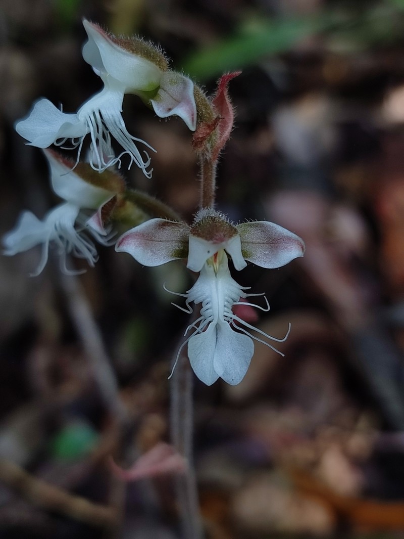 Anoectochilus elatus photo 3