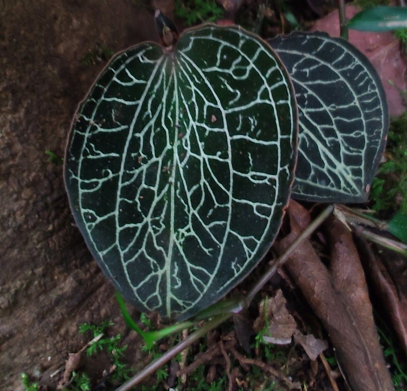 Anoectochilus elatus photo 4