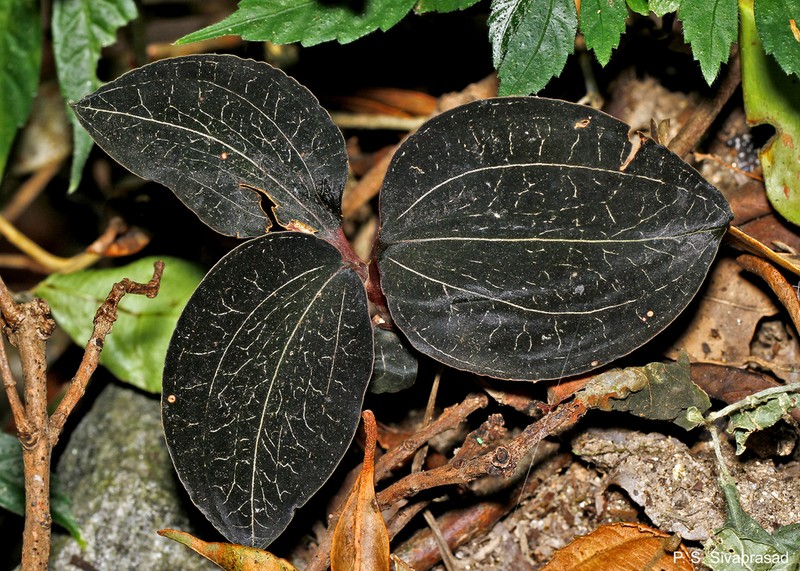 Anoectochilus elatus photo 5
