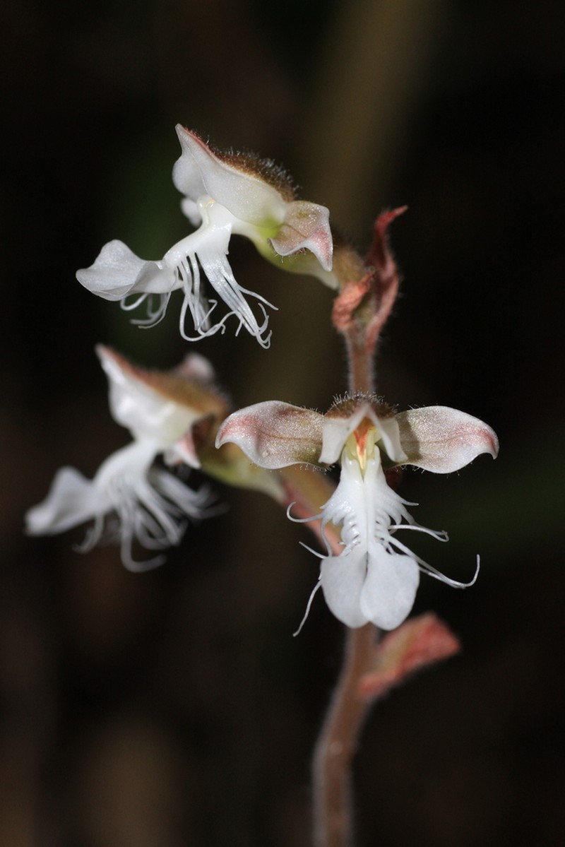 Anoectochilus elatus photo 6