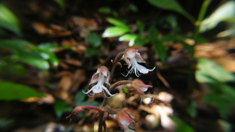 Anoectochilus elatus photo 7
