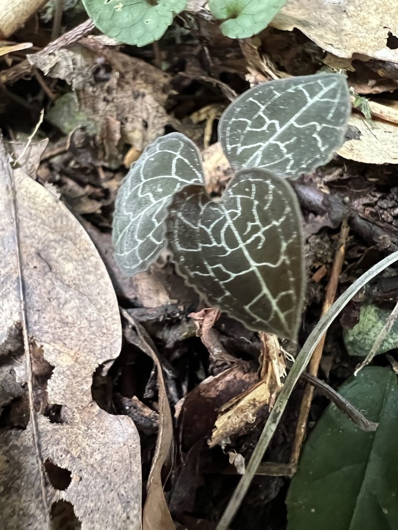 Anoectochilus formosanus
