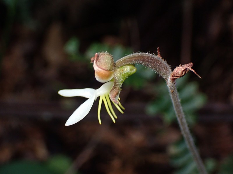 Anoectochilus formosanus photo 2
