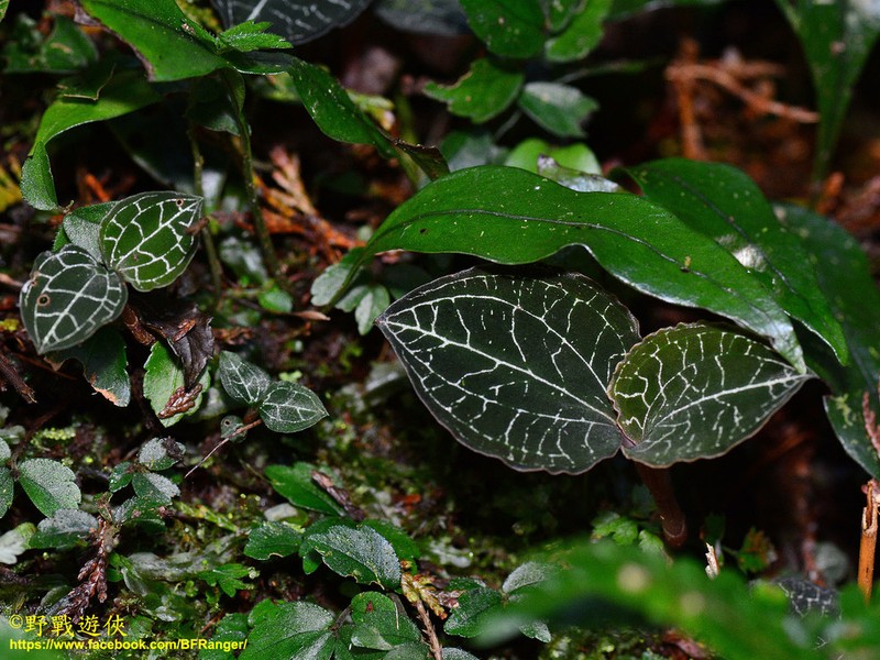 Anoectochilus formosanus photo 3