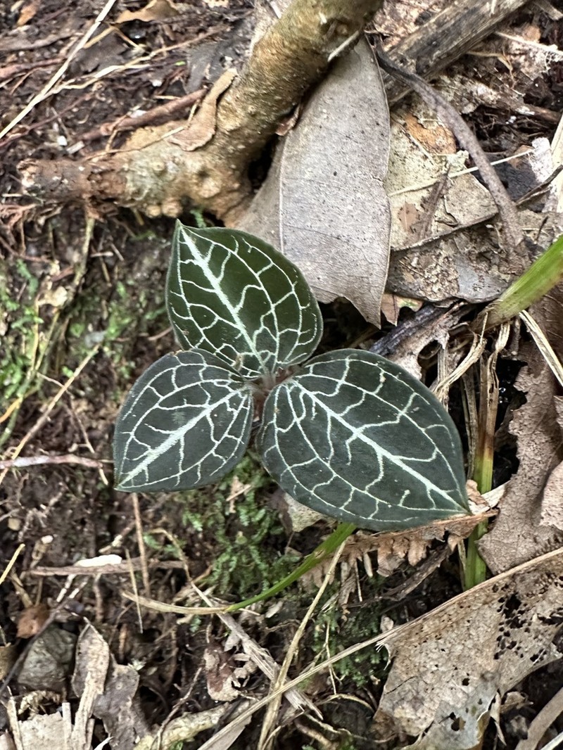 Anoectochilus formosanus photo 4