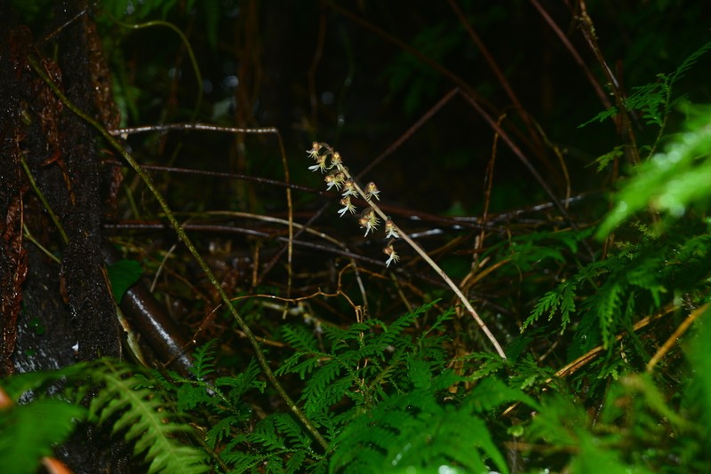 Anoectochilus formosanus photo 5