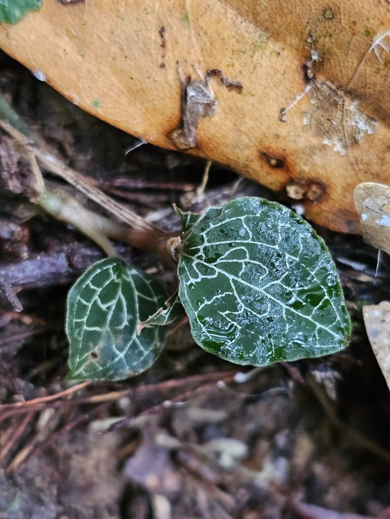 Anoectochilus formosanus photo 6
