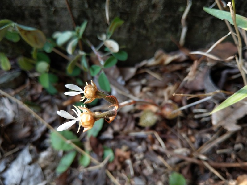 Anoectochilus formosanus photo 7