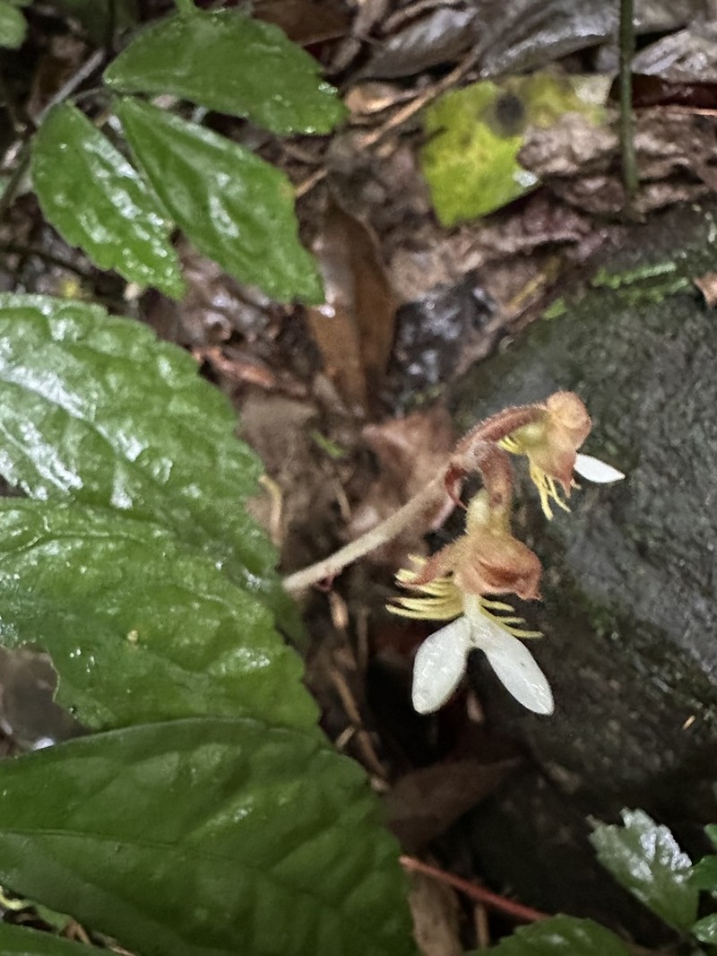 Anoectochilus formosanus photo 8