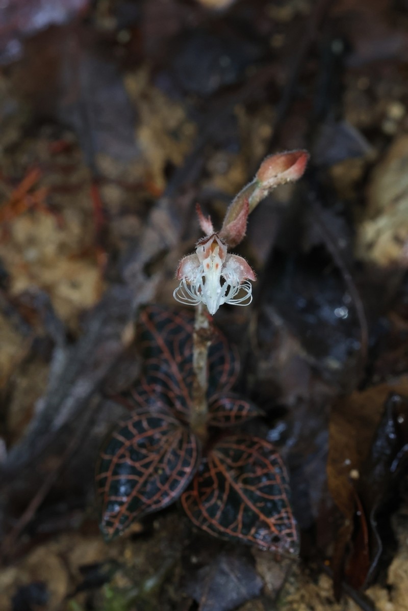 Anoectochilus geniculatus