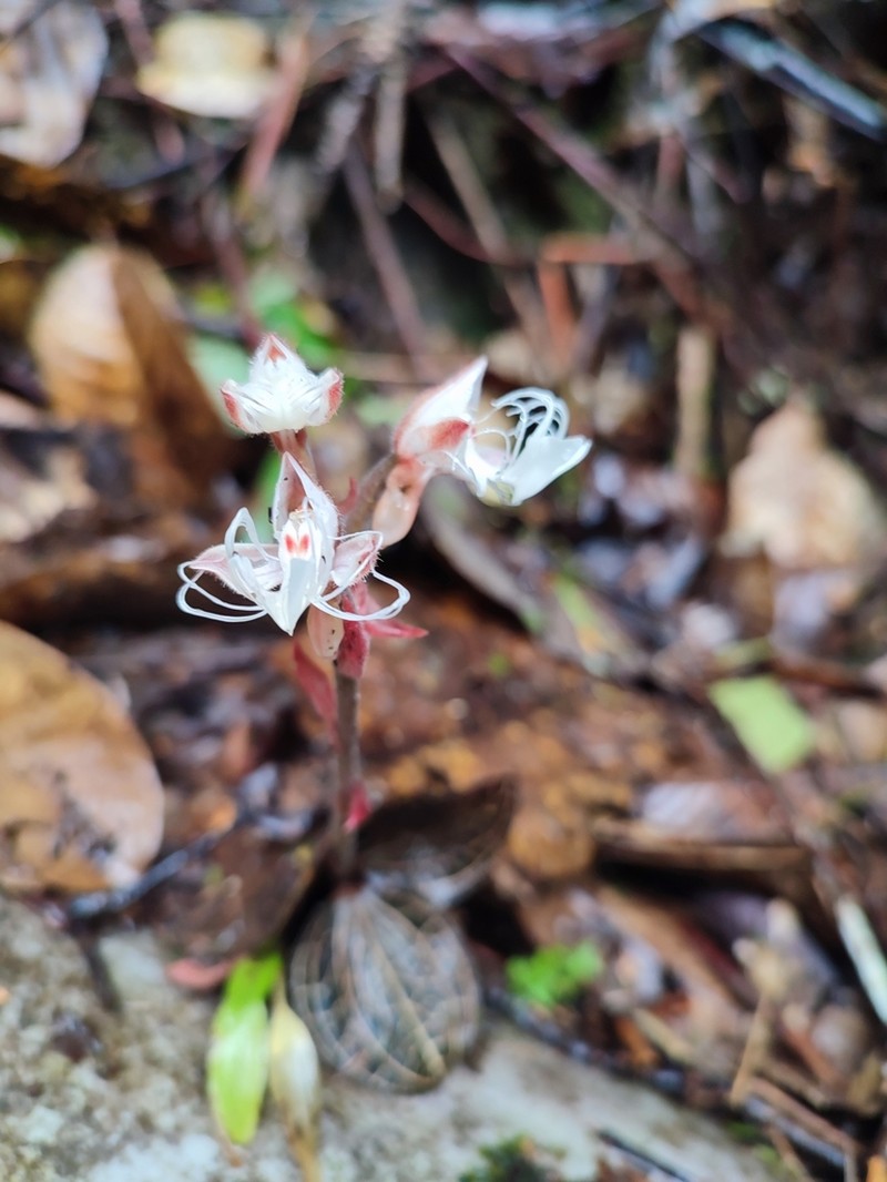 Anoectochilus geniculatus photo 2