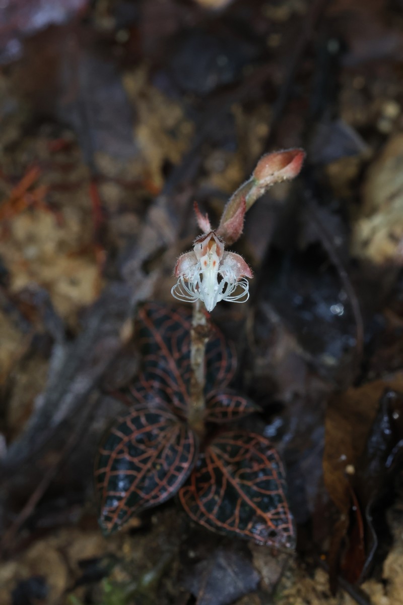 Anoectochilus geniculatus photo 4