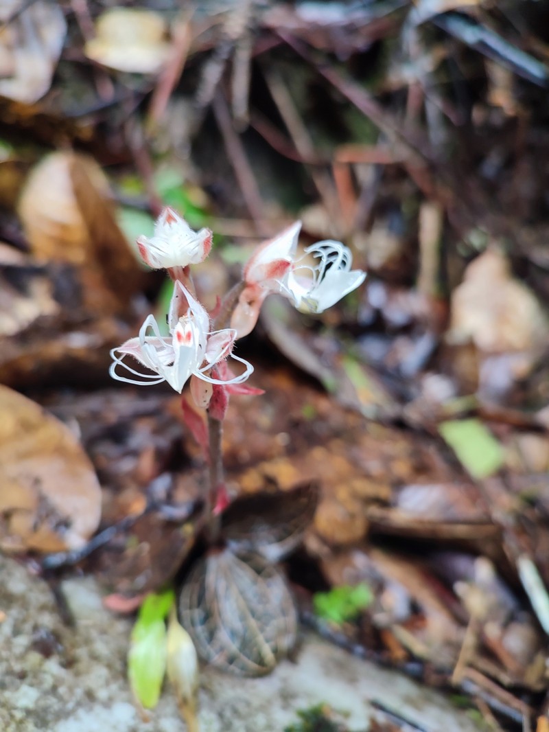Anoectochilus geniculatus photo 5