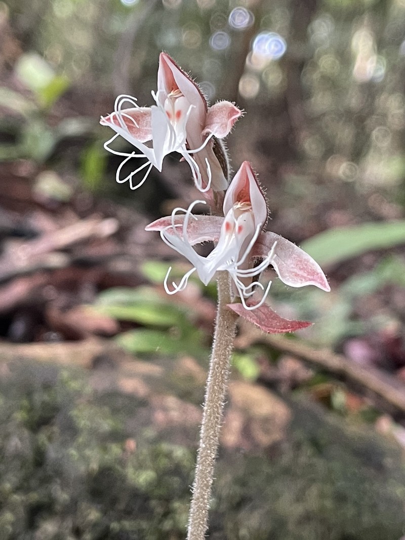Anoectochilus geniculatus photo 6