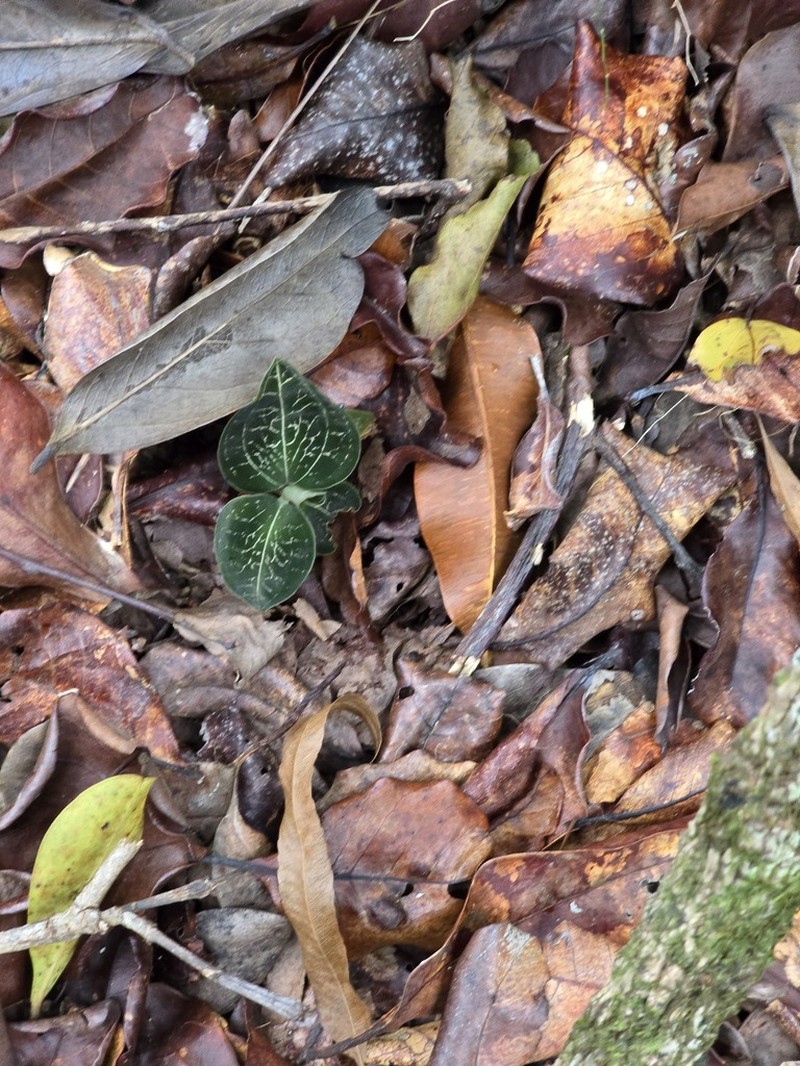 Anoectochilus imitans