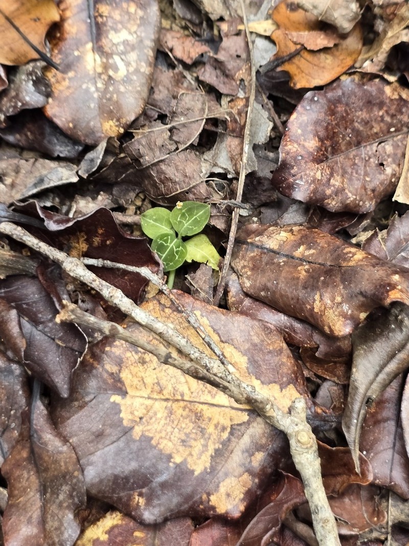 Anoectochilus imitans photo 2