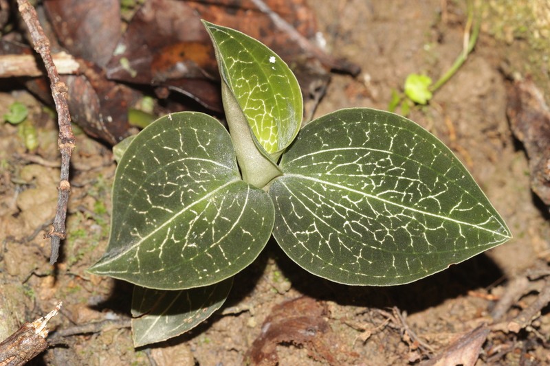 Anoectochilus imitans photo 3