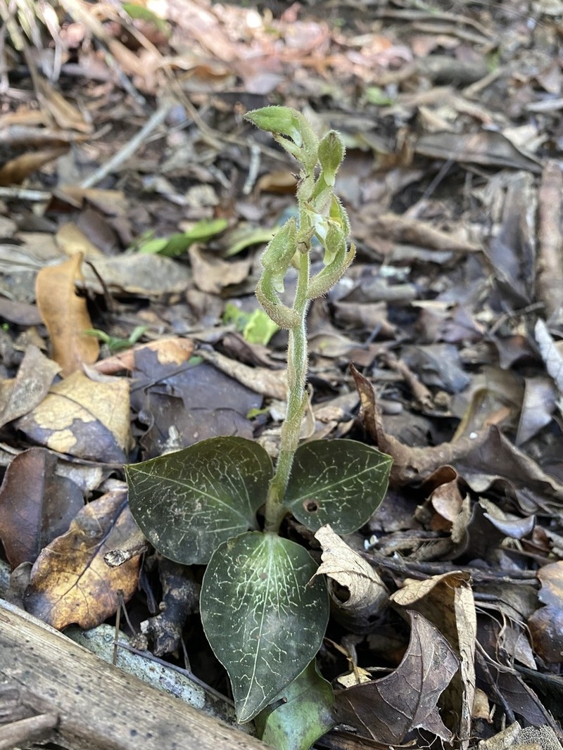 Anoectochilus imitans photo 4