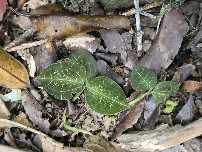 Anoectochilus imitans photo 5
