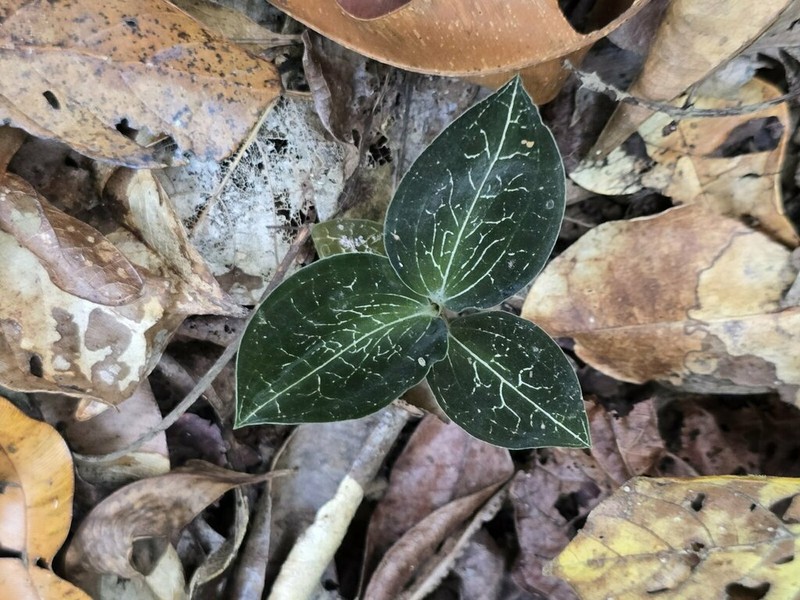 Anoectochilus imitans photo 6