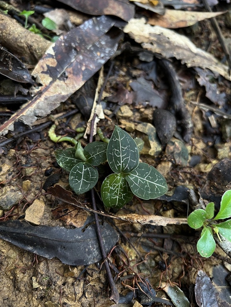Anoectochilus imitans photo 7
