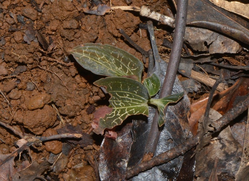 Anoectochilus imitans photo 8