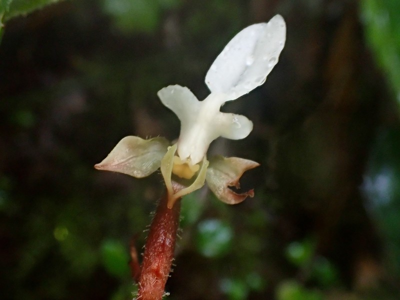 Anoectochilus koshunensis photo 2