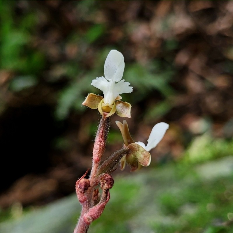 Anoectochilus koshunensis photo 3