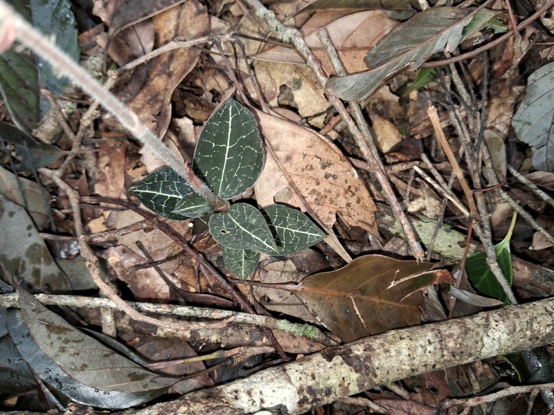 Anoectochilus koshunensis photo 4