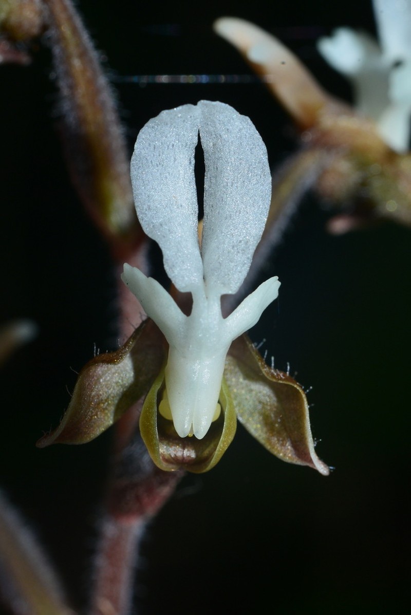 Anoectochilus koshunensis photo 5