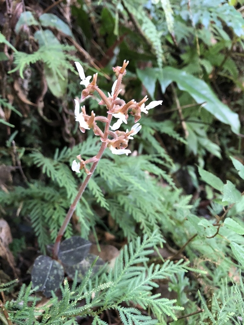 Anoectochilus koshunensis photo 6