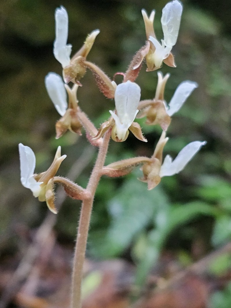 Anoectochilus koshunensis photo 7