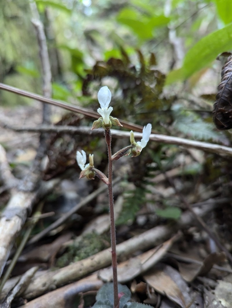 Anoectochilus koshunensis photo 8