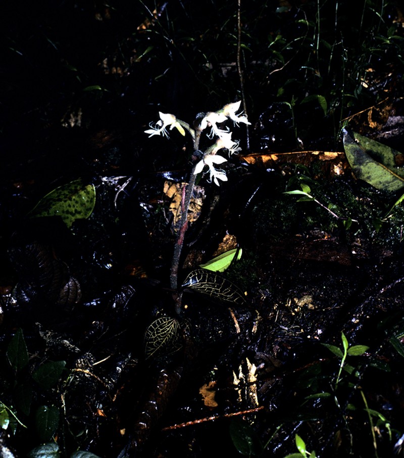 Anoectochilus longicalcaratus photo 2